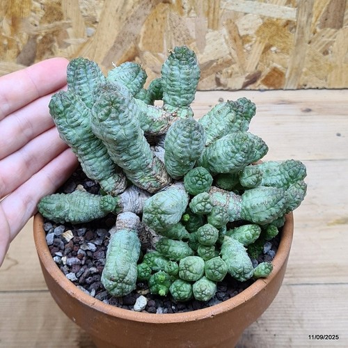 Euphorbia pseudoglobosa grande