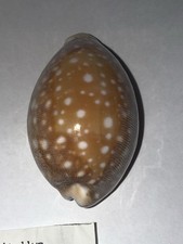 Cypraea vitellius con dati - dati, di