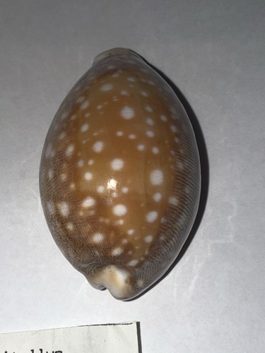 Cypraea vitellius con dati - con,