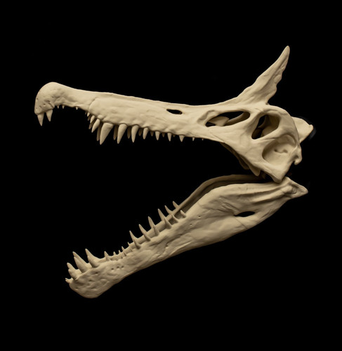 Spinosaurus skull replica - skull,