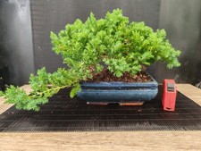 Bonsai ginepro procumbenz - bonsai,