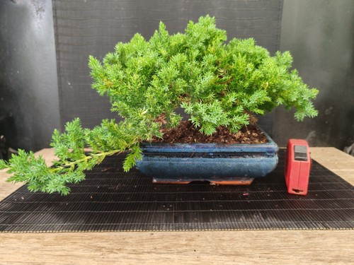 Bonsai ginepro procumbenz - ginepro, 23