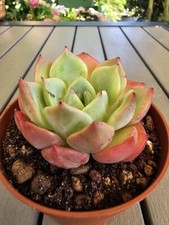 Echeveria Oncorhynchus Salmon