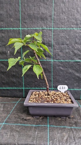 Bonsai prunus mume - di,