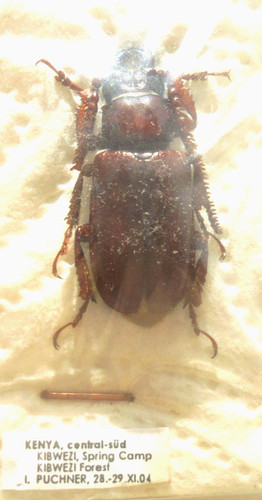 Cantharocnemis burchelli - cantharocnemis,