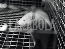 Foto vintage Milano, Topo in gabbia, anni 60, stampa 24x18 cm