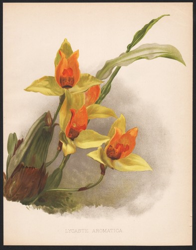 Lycaste aromatica messico - lycaste,