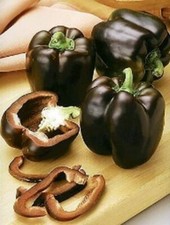 PEPERONE CIOCCOLATO, 25 semi +