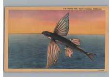 Pesce Volante Sopra L'Oceano