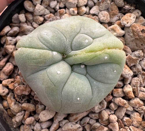 Ultraman pseudolithos - ultraman,