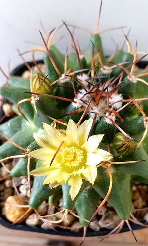 Mammillaria gigantea var