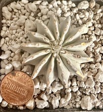 Geohintonia mexicana cactus - ,
