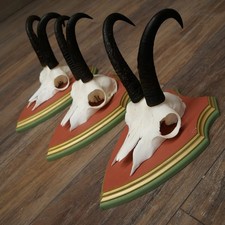 Antlers Camosci 3x Gamsen Bock