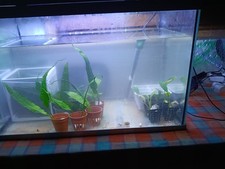 piante vere per acquario