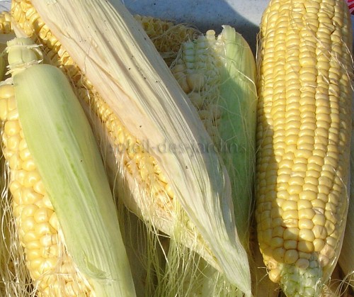 Lot graines de - lot,