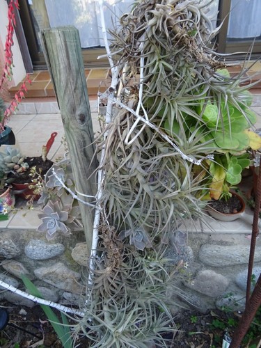 Lot tillandsia épyphites - lot==,