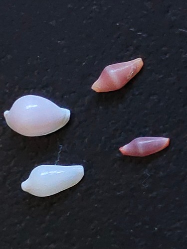 Conchiglia shell lotto micro - shell,