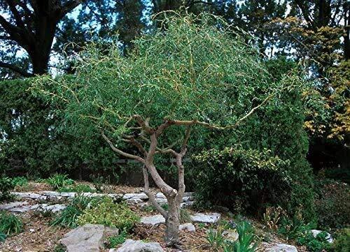 Corkscrew willow tree - corkscrew,