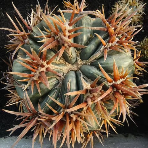 Raro cactus echinocactus - raro,