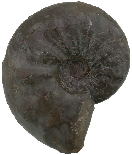 Trias ceratides nodosus grande - ceratides,