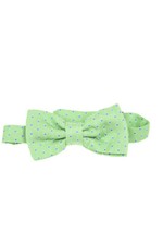 Papillon Daniele Alessandrini