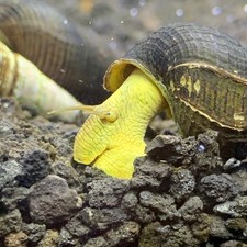 2 Yellow Sulawesi Rabbit