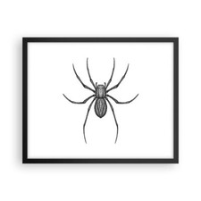 Poster 50x40cm Ragno Insetto