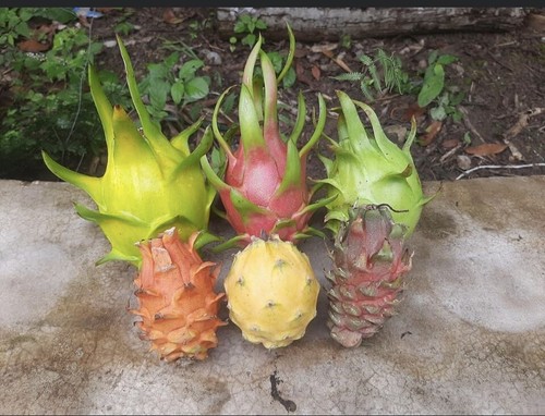 Taglio frutta drago 14 - frutta, 18-14