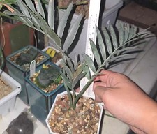 Dia 2 cm raro cactus Encephalartos horridus casuale tre foglie caudex boutique