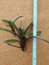 Neoregelia rubrifolia