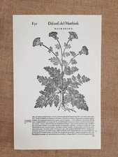 Rosmarino Discorsi di P.A. Mattioli o Matthioli del 1568 Botanica Ristampa