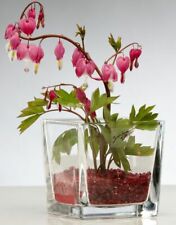 Cubo di Vetro, Fioriera di Vetro - Sandra Rich