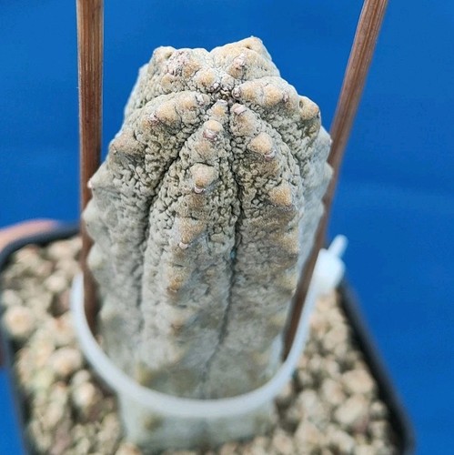 Euphorbia abdelcuri - , (socotra)