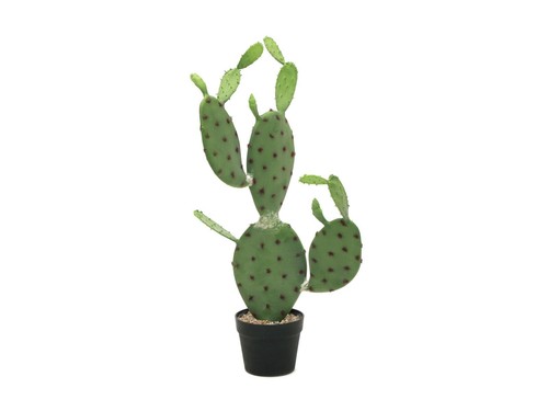 Europalms nopal cactus - europalms,