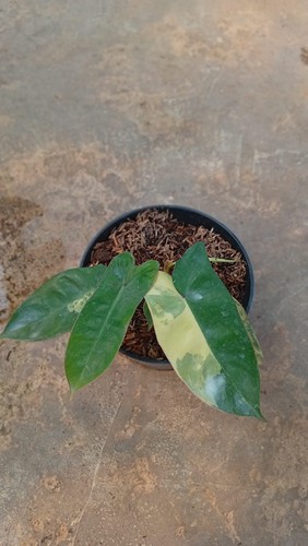Real pict philodendron - pict,
