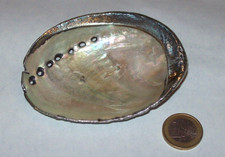 Conchiglia ( HALIOTIS)