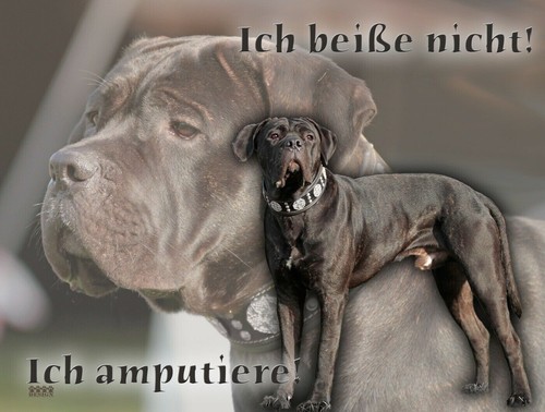 Cane corso cartello per cani - cane,