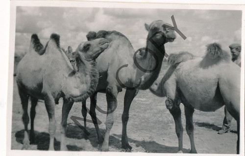 Foto ww2 6 - -, esercito