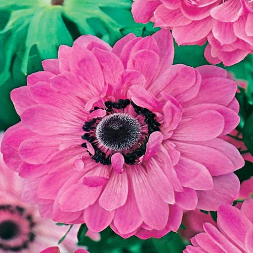 Bulbi fiori cipolle perenni - bulbi,