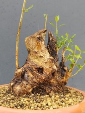 Bonsai Olivastro 20x15Cm In