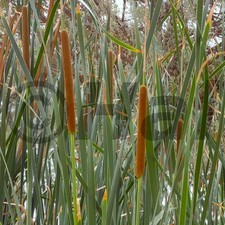 Typha latifolia - pianta acquatica da laghetto mastello o tinozza