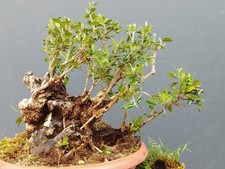 Bonsai Olivastro Foglie
