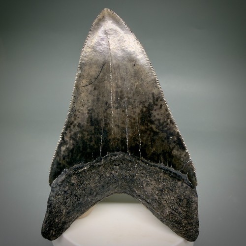 Dente squalo megalodon - di,