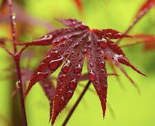 Acer palmatum cv 'FIRE GLOW' INNESTO - Acero giapponese Fire Glow