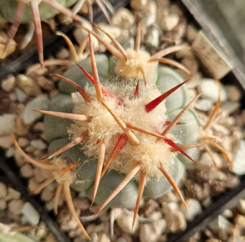Echinocactus horizonthalonius