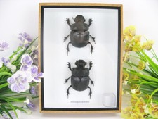 2x Heliocopris Dominus - veri