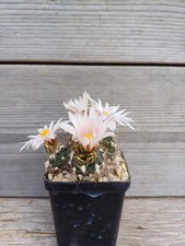 Turbinicarpus pseudomacrochele