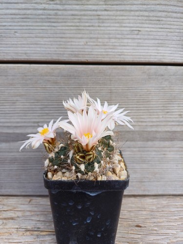 Turbinicarpus pseudomacrochele