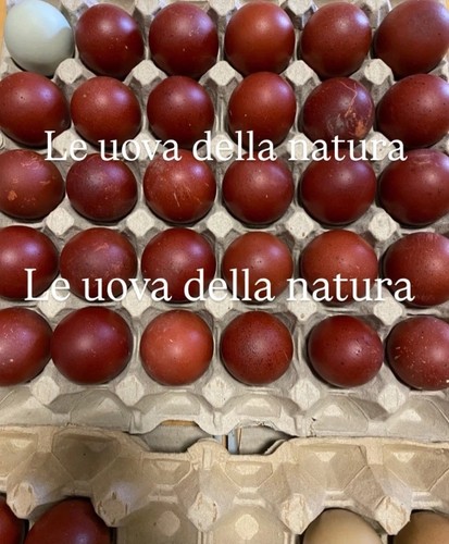 Uova fertili feconde razza - feconde,