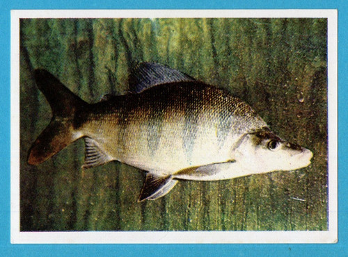 Animali tutto il - animali,